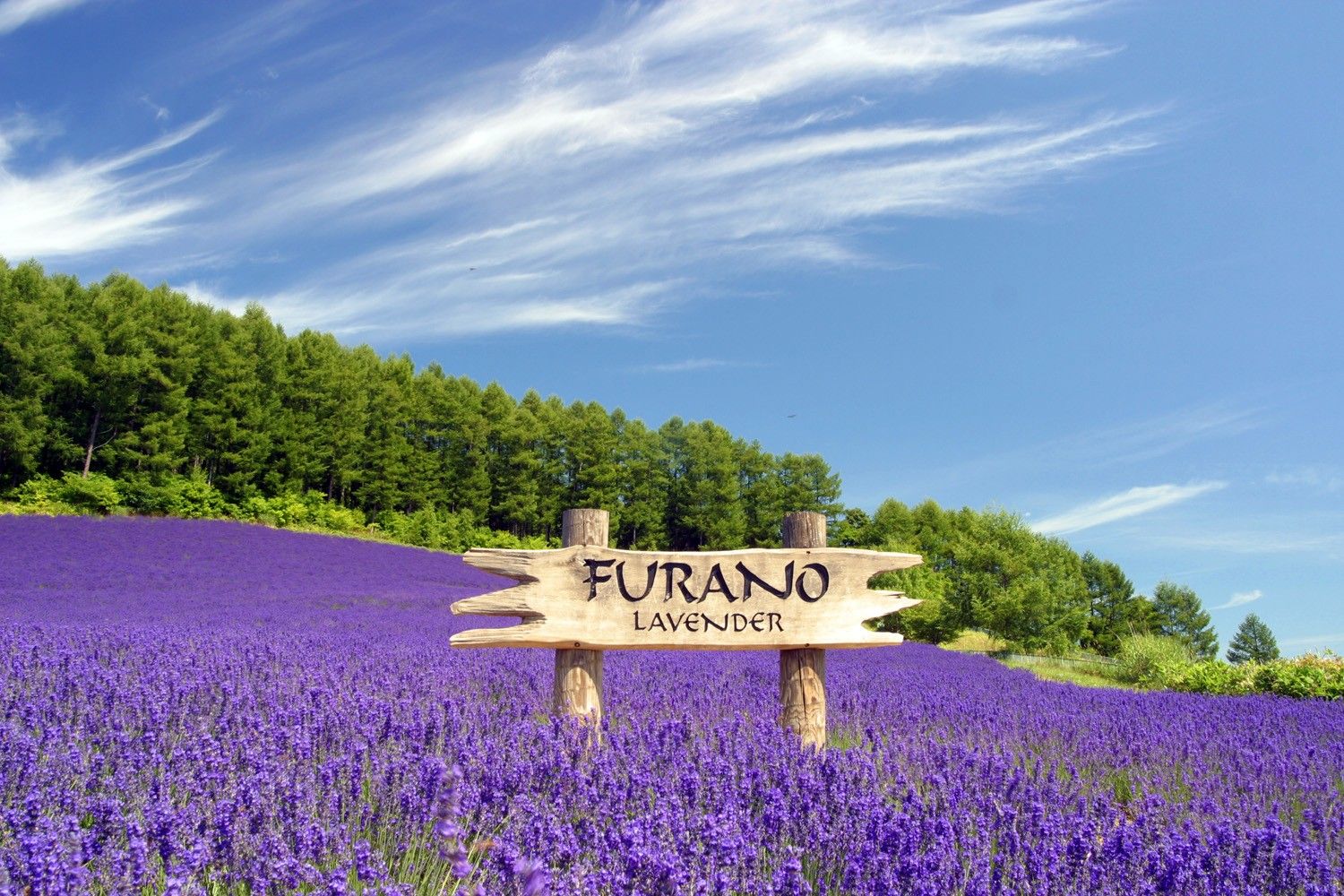 Hoa oải hương ở Furano