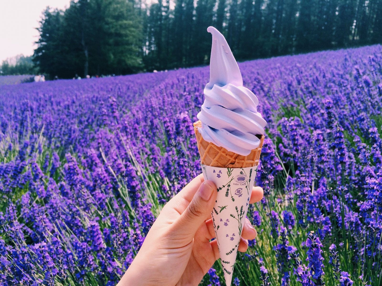 Mùa hoa lavender ở Hokkaido