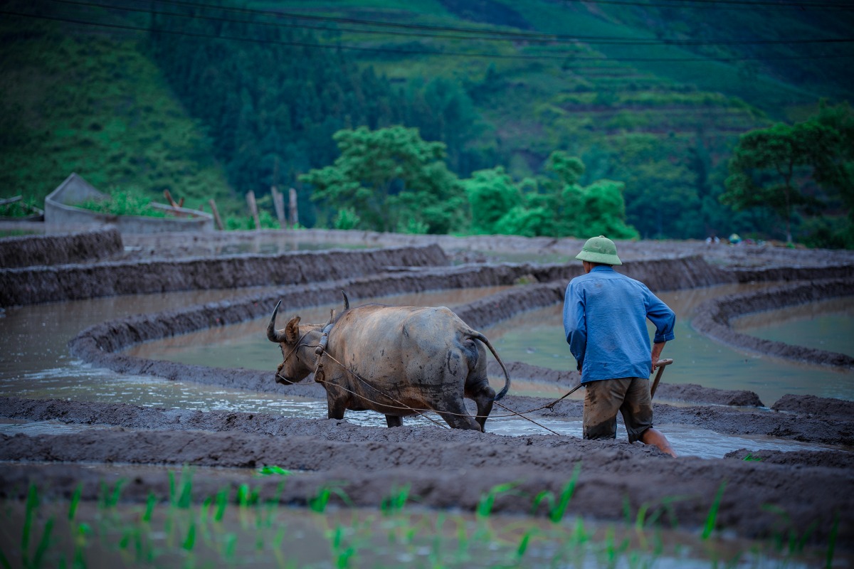 Y Tý mùa nước đổ 5