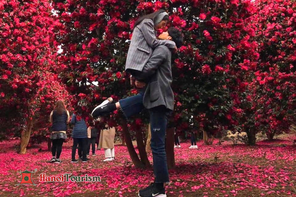 Hoa Trà (Camellia Hill) - Jeju Hàn Quốc