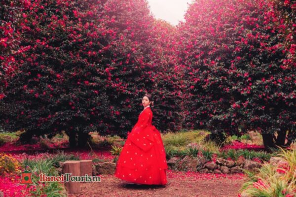 Hoa Trà (Camellia Hill) - Jeju Hàn Quốc