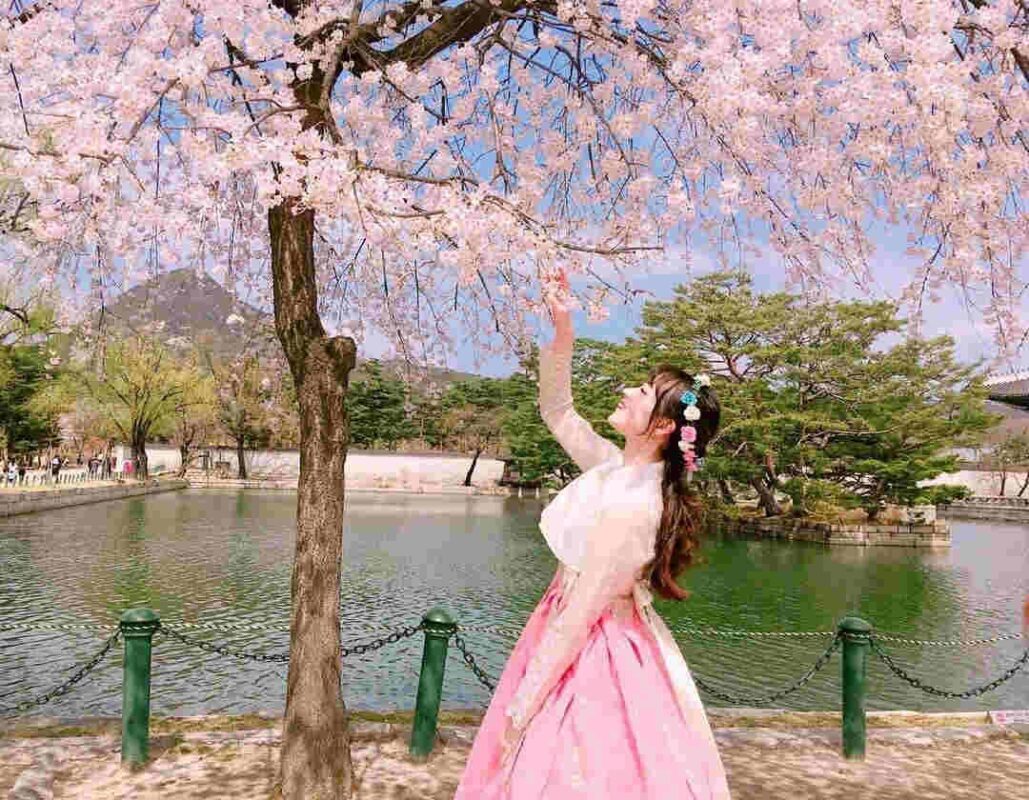 Hoa anh đào Hàn Quốc 4